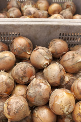 収穫したタマネギ