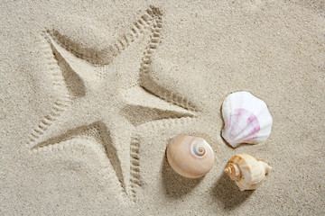 Fototapeta na wymiar beach sand starfish print shells and sea snail summer