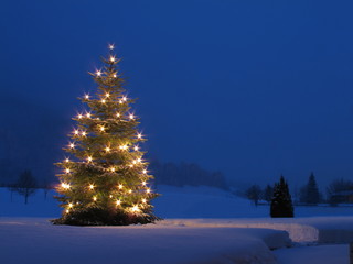 Weihnachtsbaum auf Wiese