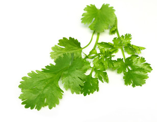 Fresh coriander leaves over white background