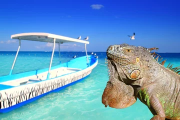 Poster Im Rahmen Mexican iguana in Caribbean tropical beach © lunamarina