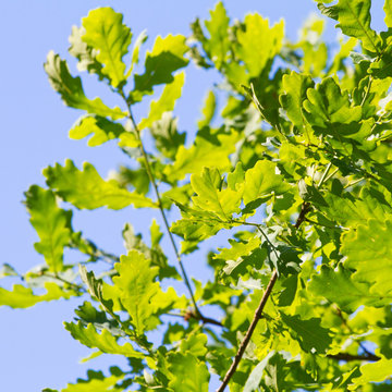 Green oak leaves against blue sky