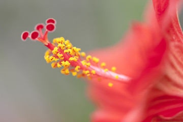 ハイビスカスの花