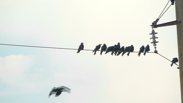 Flock of Ravens on a Wire