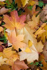 Naklejka na ściany i meble foglie autunno