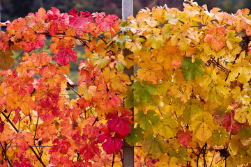 foglie giallo e rosse di uva in autunno