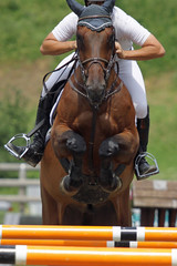 Horse jumping