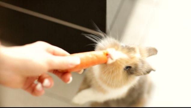 Coniglio Nano Testa di Leona che mangia la carota