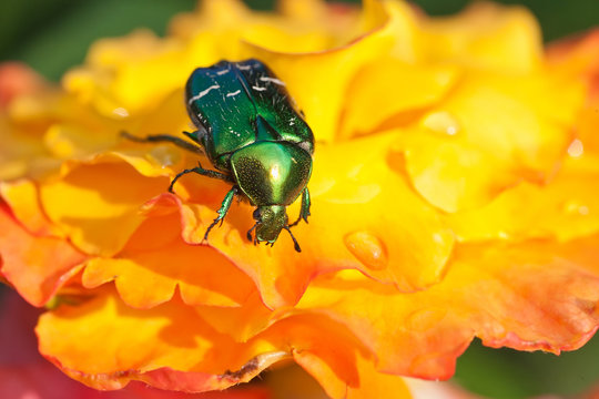 Rose chafer on yellow flowers