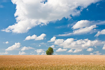 Obraz premium alone tree in wheat field