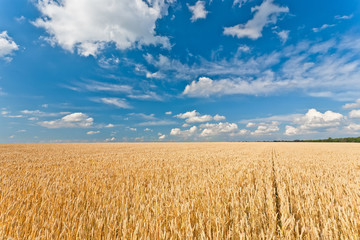 Ripe wheat field