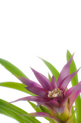 Obraz premium Tropical flower