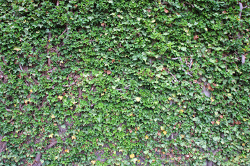 ivy growing up the wall