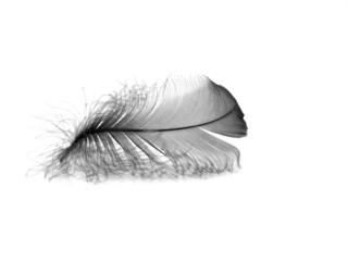 Black feather isolated