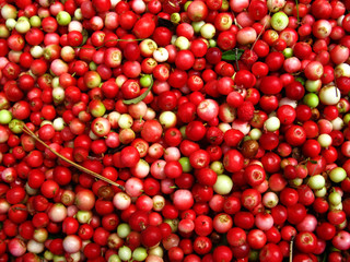 lingonberry before cleaning, the background