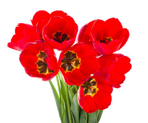Obraz premium red tulips bouquet