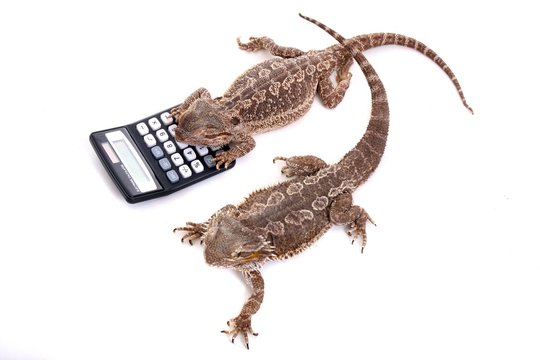 zwei Reptilien mit Taschenrechner