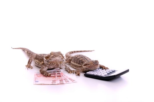 zwei Reptilien mit Geld und Taschenrechner