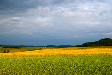Getreidefeld und Himmel