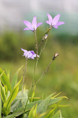 Bell in nature