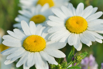 Wet camomile flowers in the morning