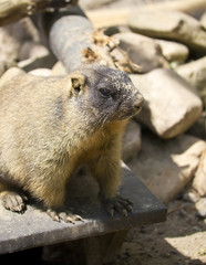 steppe marmot in the natural environment