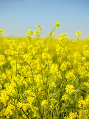 Close up of oilseed rape canola with blue sky
