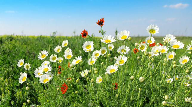 Summer wildflowers