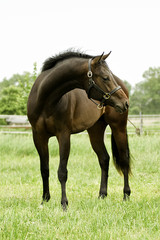 Obraz premium junger Quarter Horse Hengst