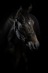 Obraz premium Quarter Horse Hengst Portrait