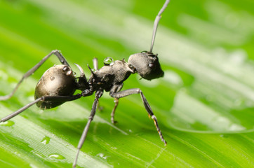 ant