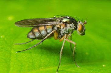 insect fly on leaf