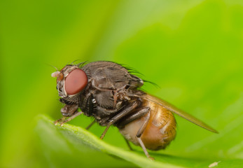 insect fly on leaf