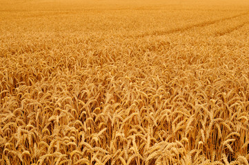 weizenfeld kurz vor der ernte