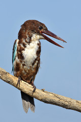White throated kingfisher - Halcyon smyrnensis