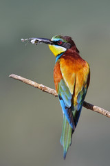 Bee-eater, Merops apiaster