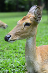 deer ,
