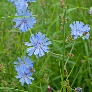 Gemeine Wegwarte - Cichorium intybus