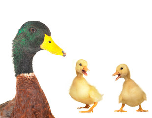 duck on a white background