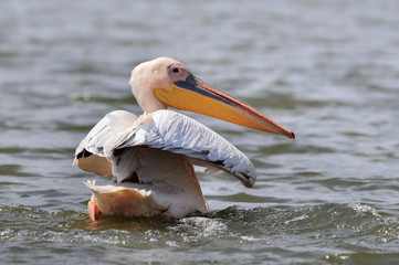 Great White Pelican (Pelecanus onocrotalus), lake Nakuru