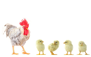 chicks