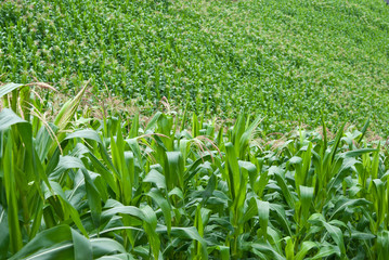 Corn in the farrm