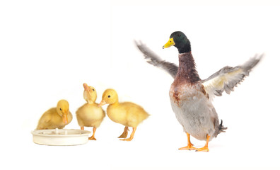 ducks