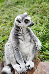 Cute Lemur