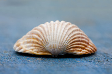 seashells