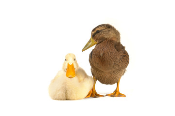 two duck