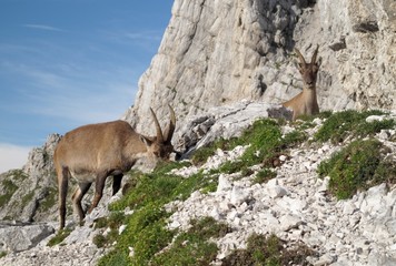 mountain goat - Alpine Ibex - in Julian Alps