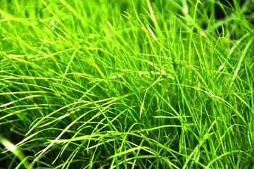 Fresh green grass closeup natural background