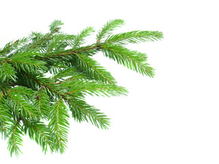 branch of fir tree