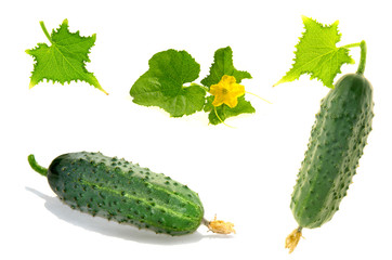 Cucumber